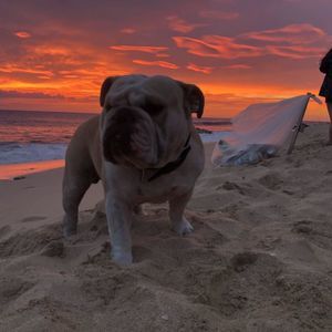 Meet your Posher, Chase